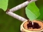 Ant Tracks
